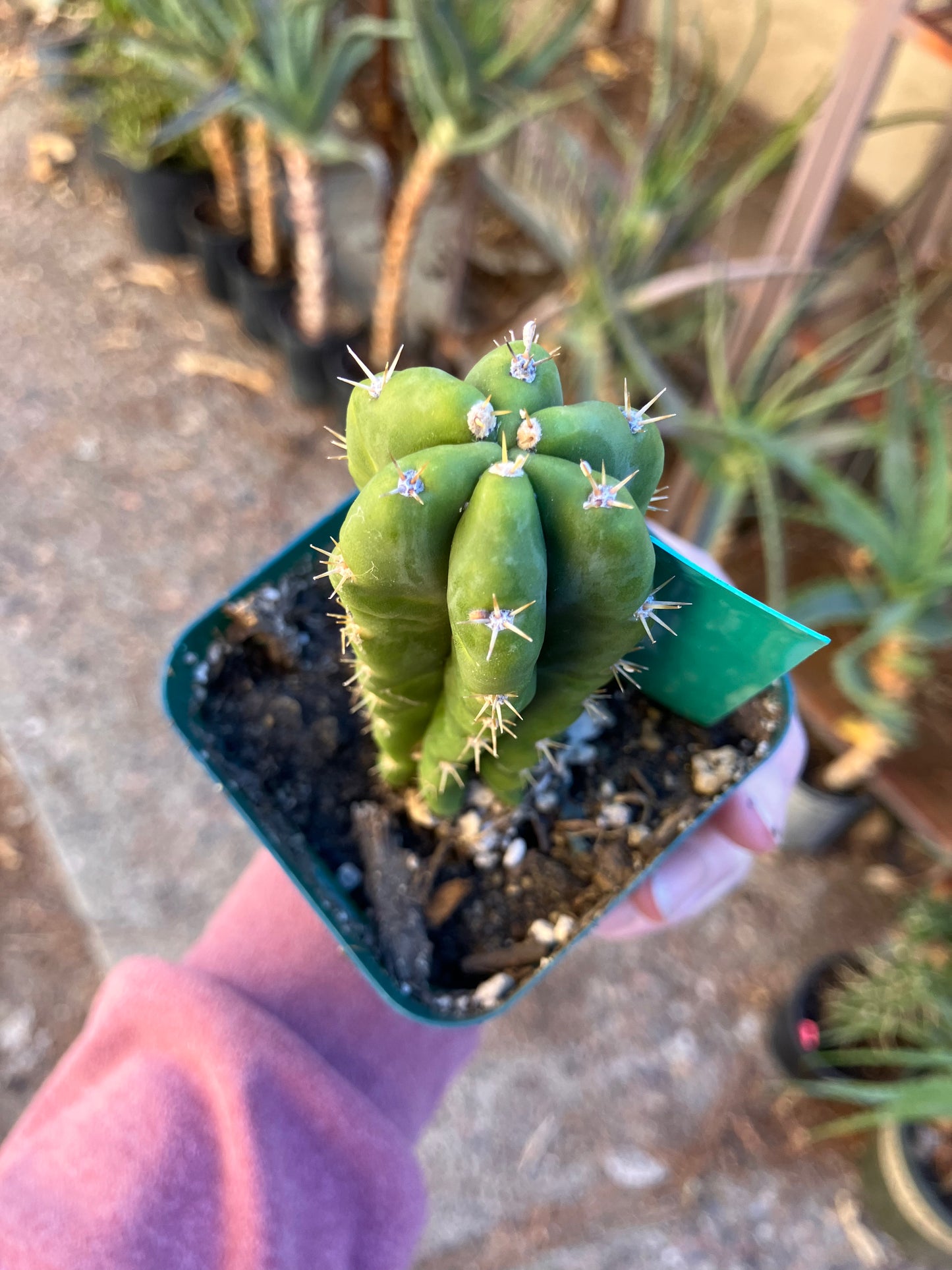 San Pedro Cactus - Trichocereus pachanoi 4"Tall #21G