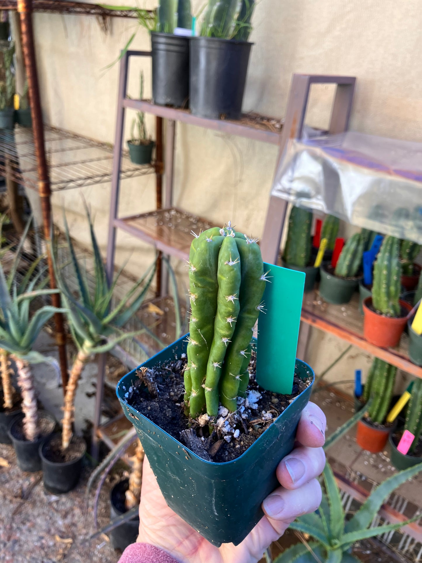 San Pedro Cactus - Trichocereus pachanoi 4"Tall #21G