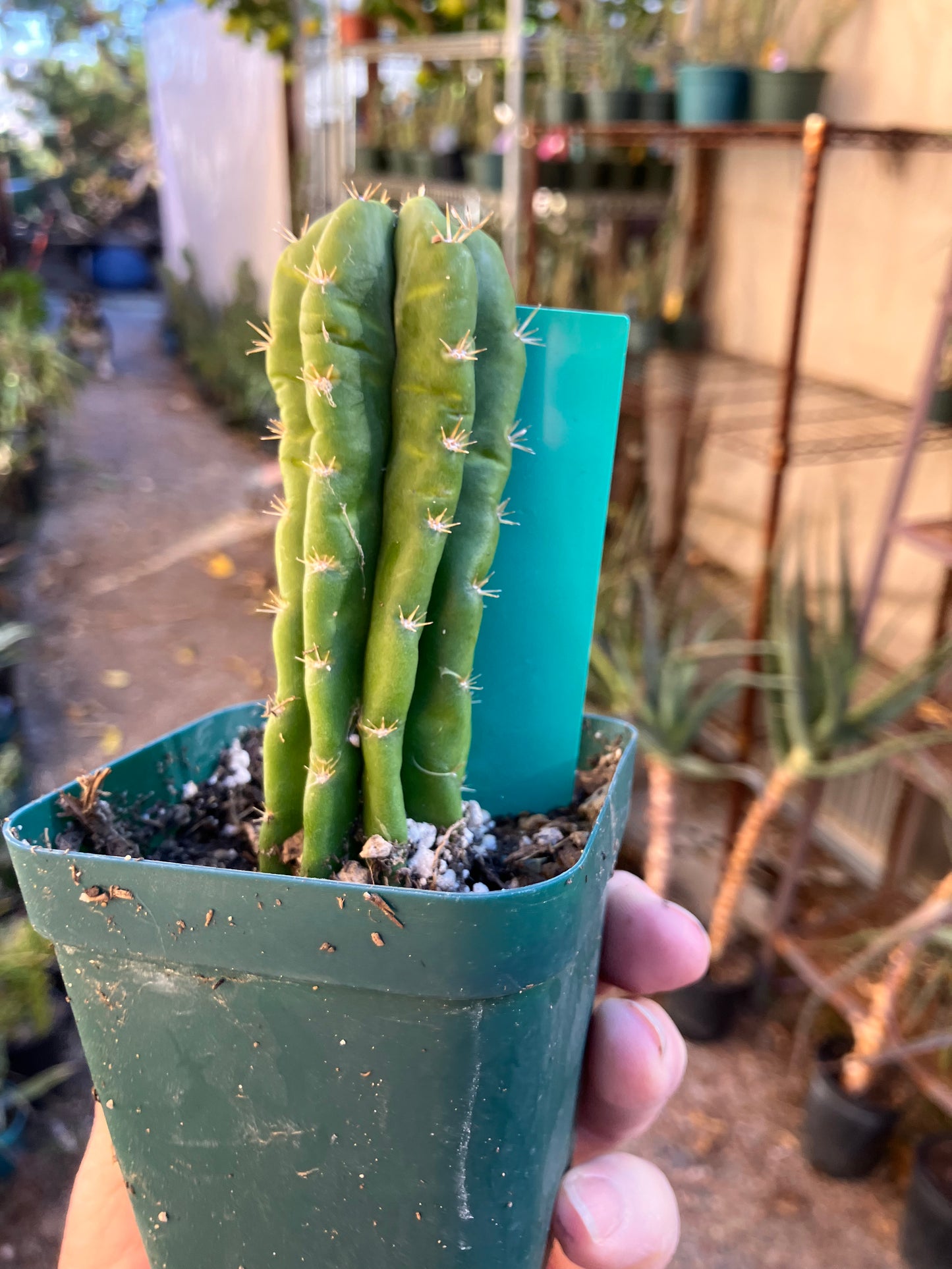 San Pedro Cactus - Trichocereus pachanoi 4"Tall #21G
