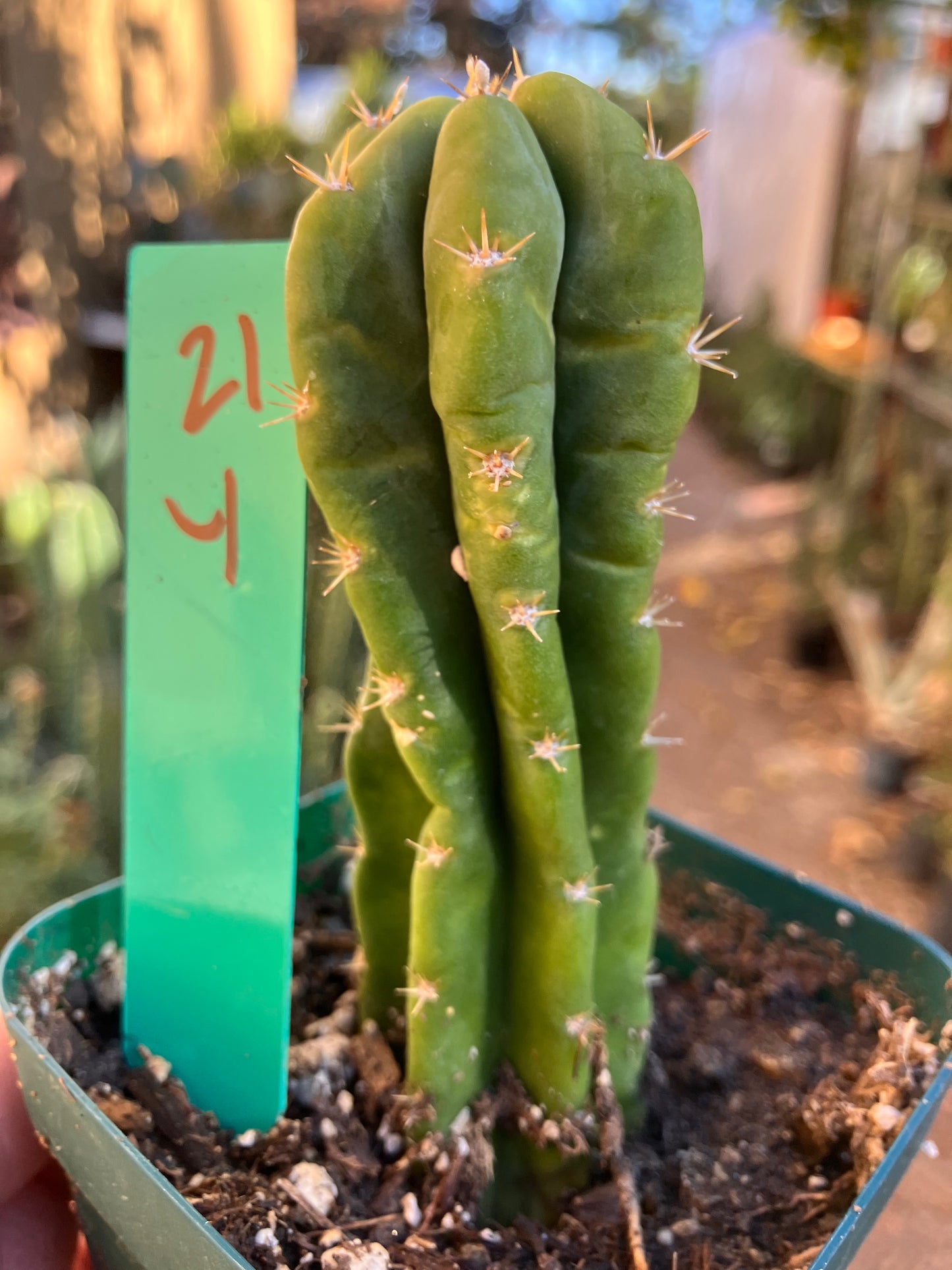 San Pedro Cactus - Trichocereus pachanoi 4"Tall #21G