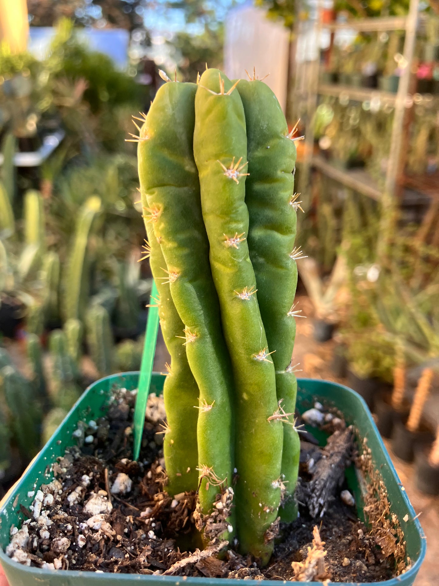 San Pedro Cactus - Trichocereus pachanoi 4"Tall #21G