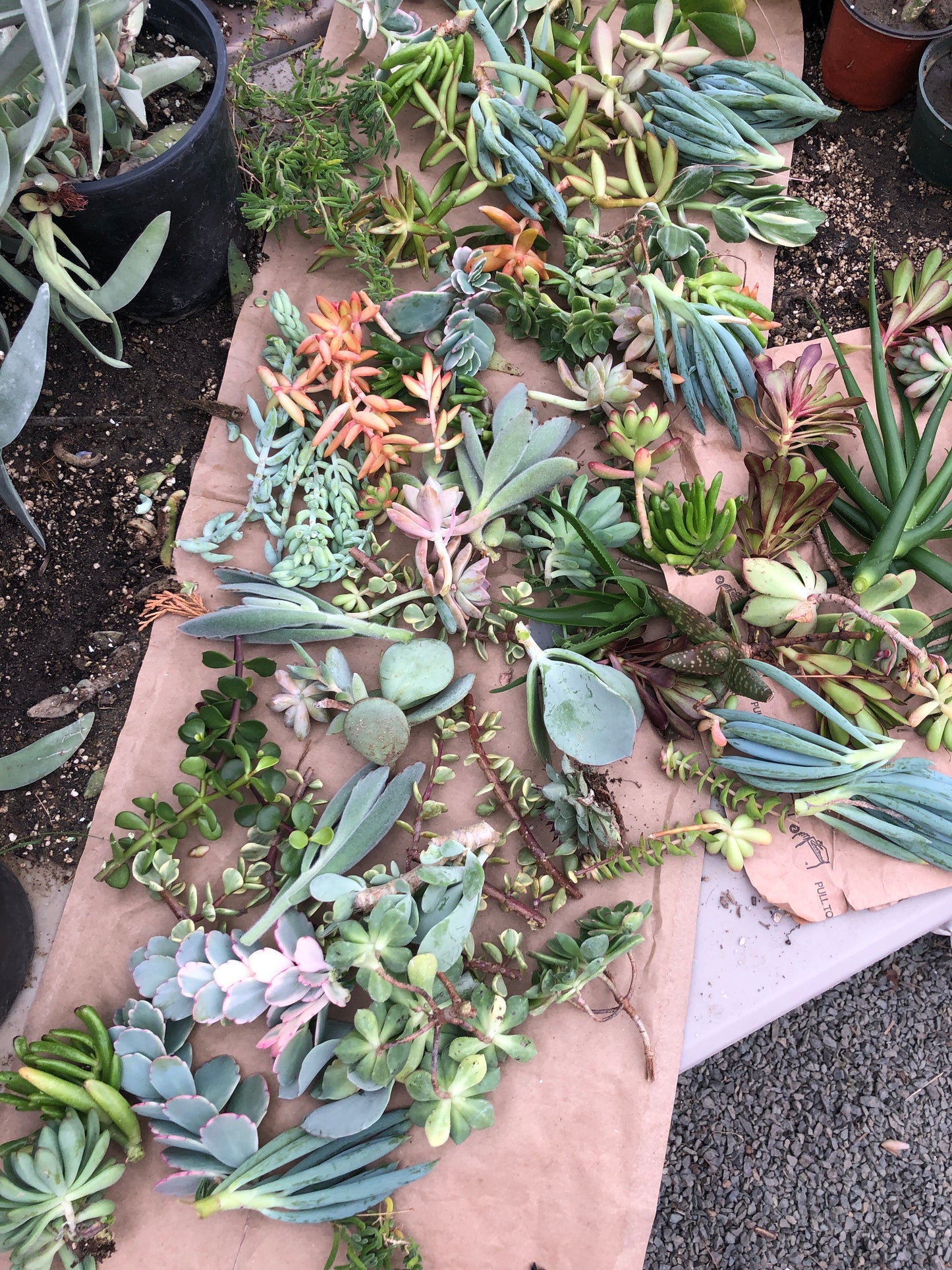 Assorted Succulent Cuttings/Clippings (80)  3"-5"Tall Variety Extras Colorful