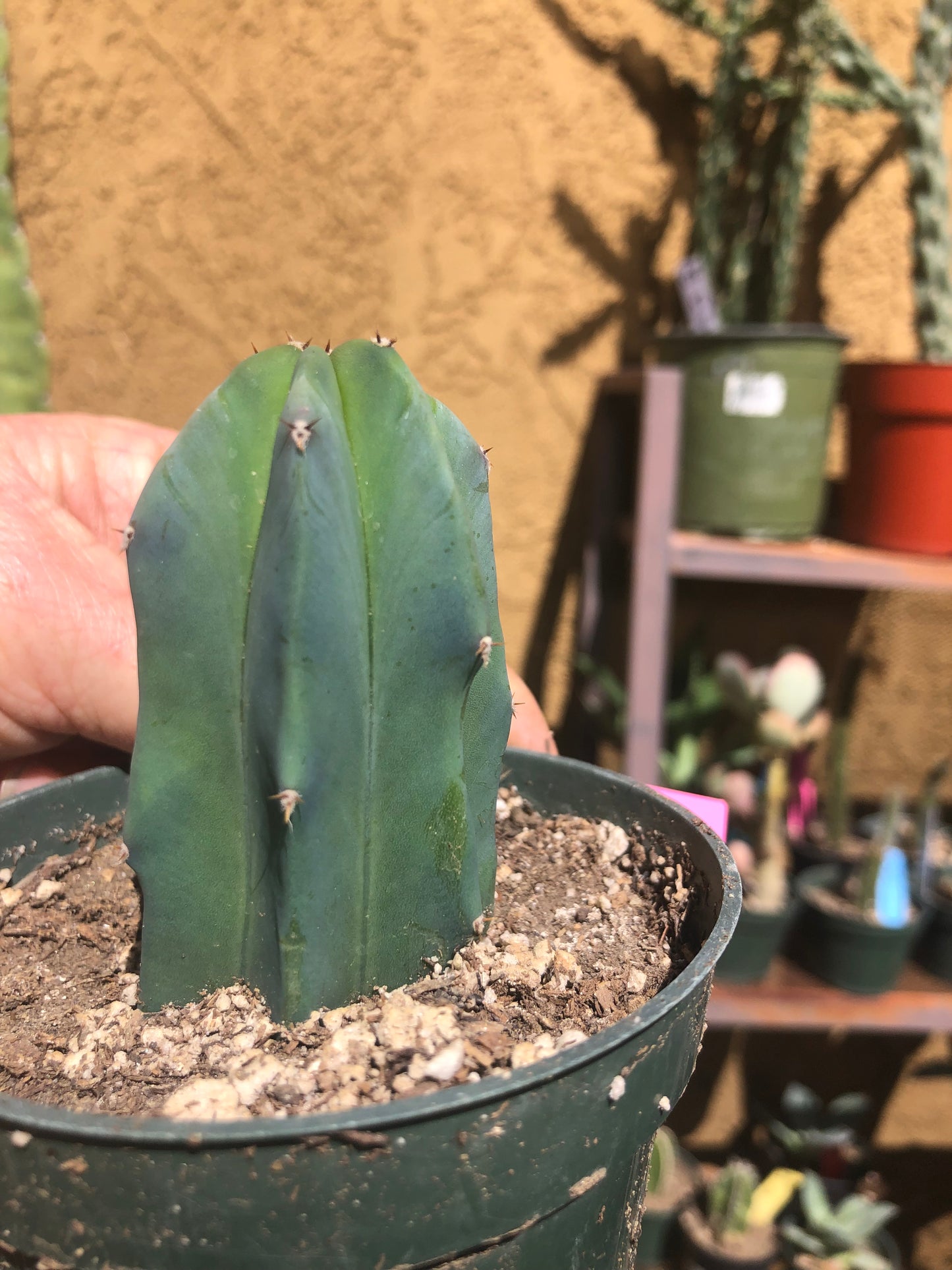 Myrtillocactus geometrizans Blue Myrtle Cactus 3"Tall #34P