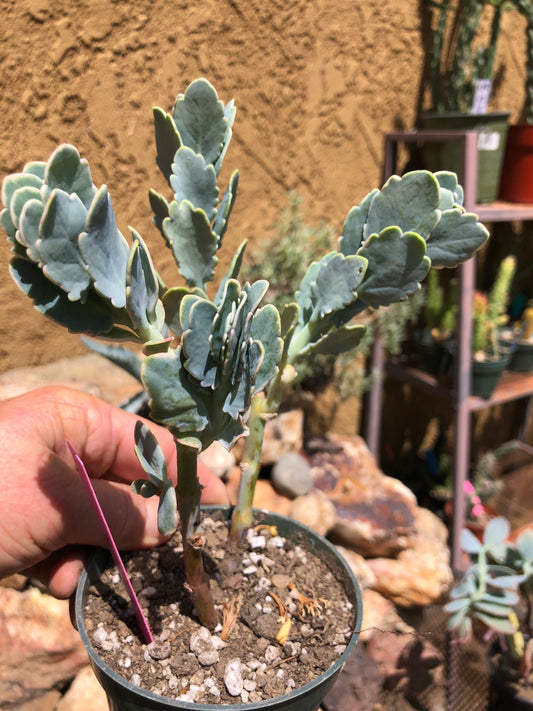 Kalanchoe fedtschenkoi variegata Succulent 7" Tall #7P