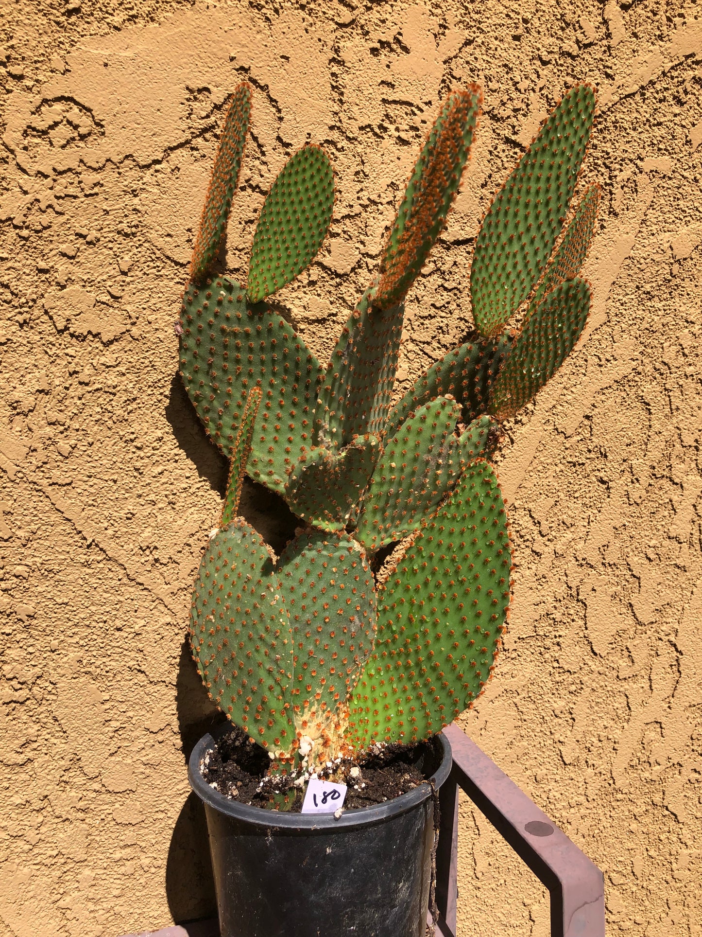 Opuntia microdasys Cinnamon Bunny Ears 18"Tall #180W