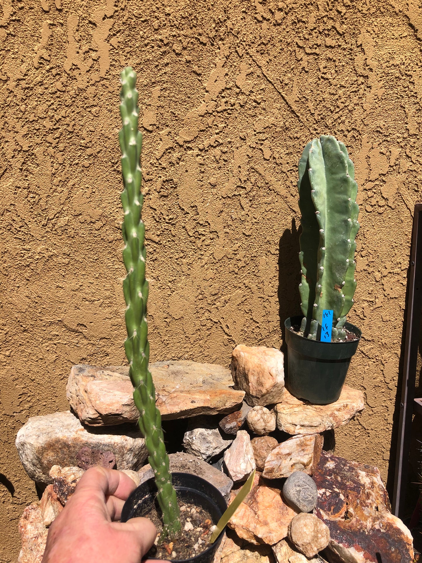 Cholla Cylindropuntia Imbricata  Buckhorn 15”Tall #150Y