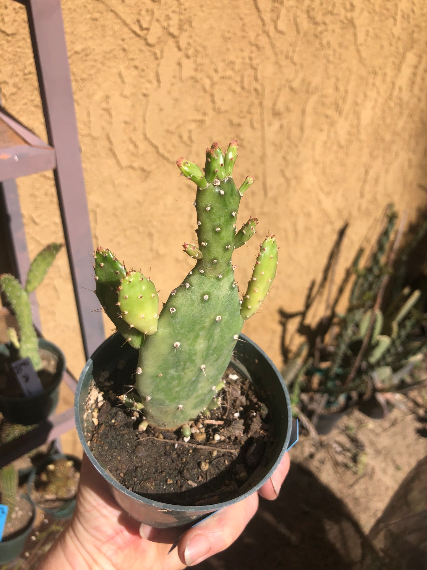 Opuntia monacantha  "Joseph's Coat" Cactus 5.5"Tall #50B