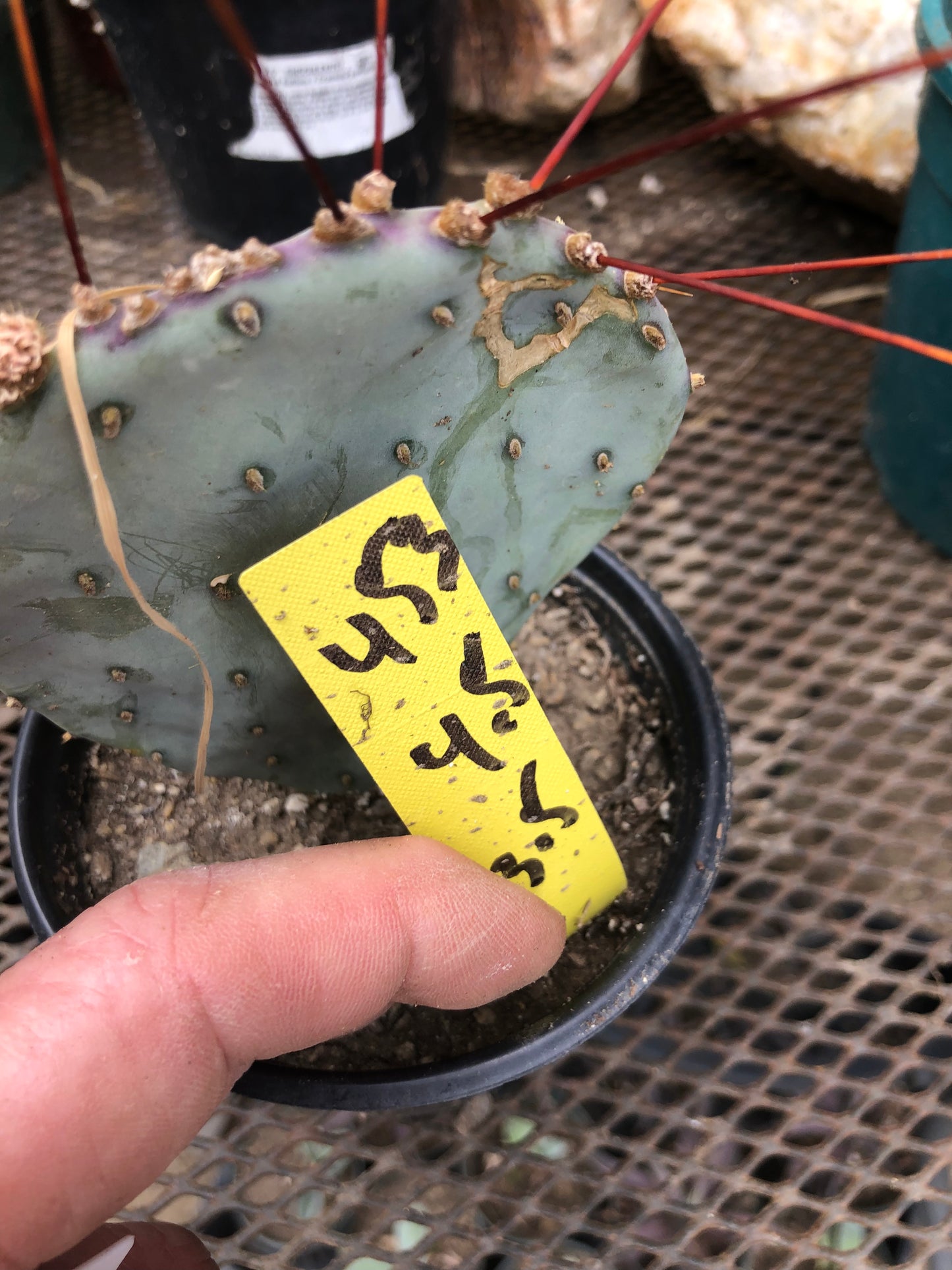 Opuntia Santa Rita Purple Prickly Pear 4.5"Tall #453Y
