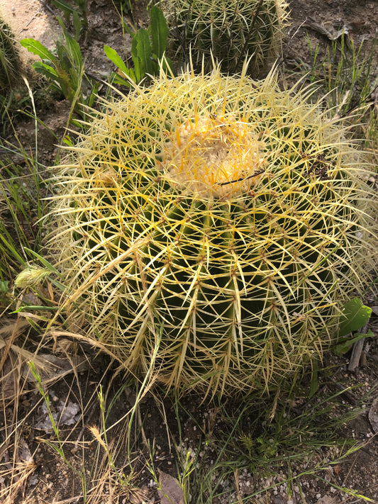 Echinocactus grusonii Golden Barrel 13"W