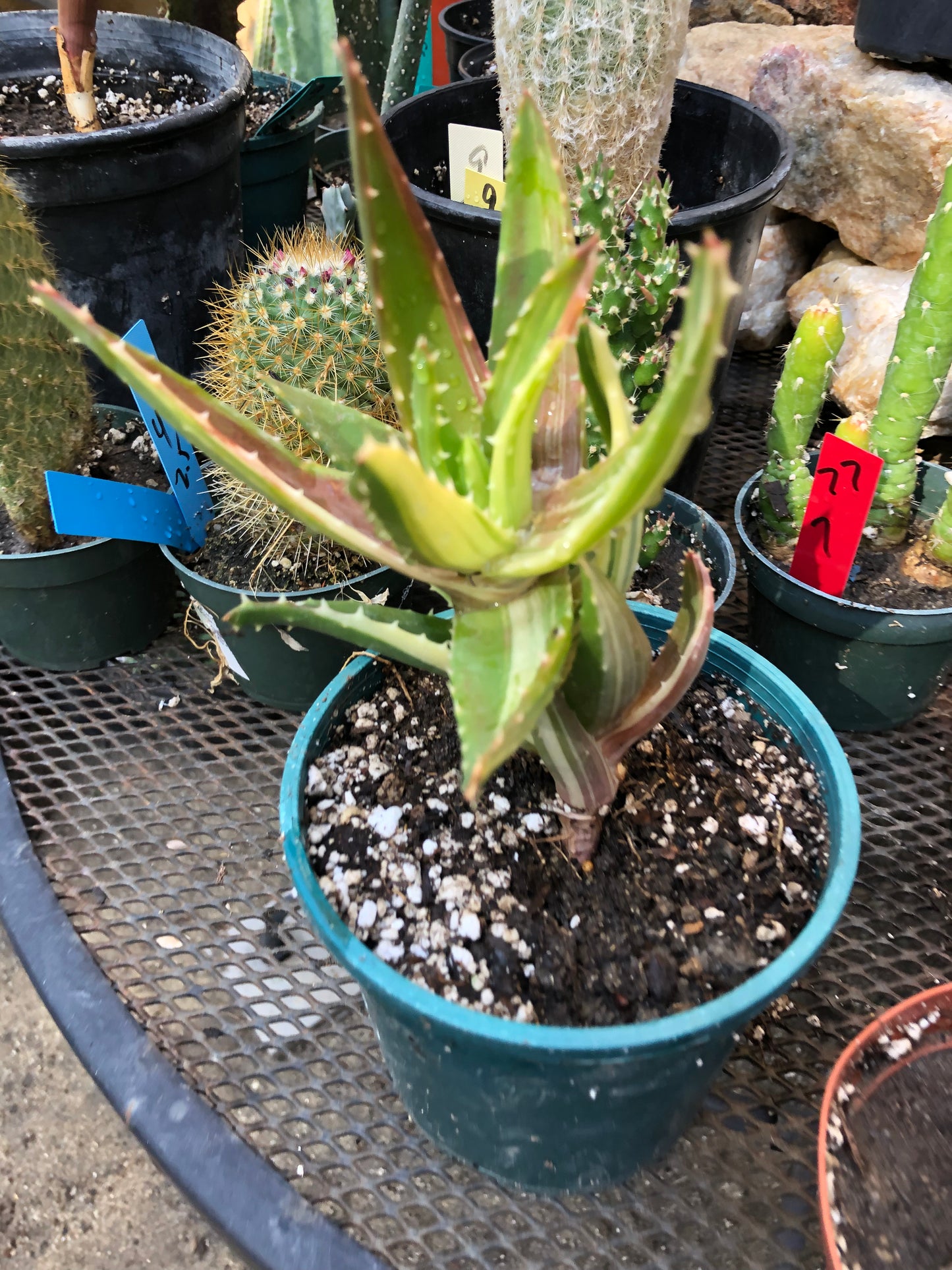 Golden Toothed Aloe - Aloe nobilis variegata Succulent 4" Wide 4" Tall