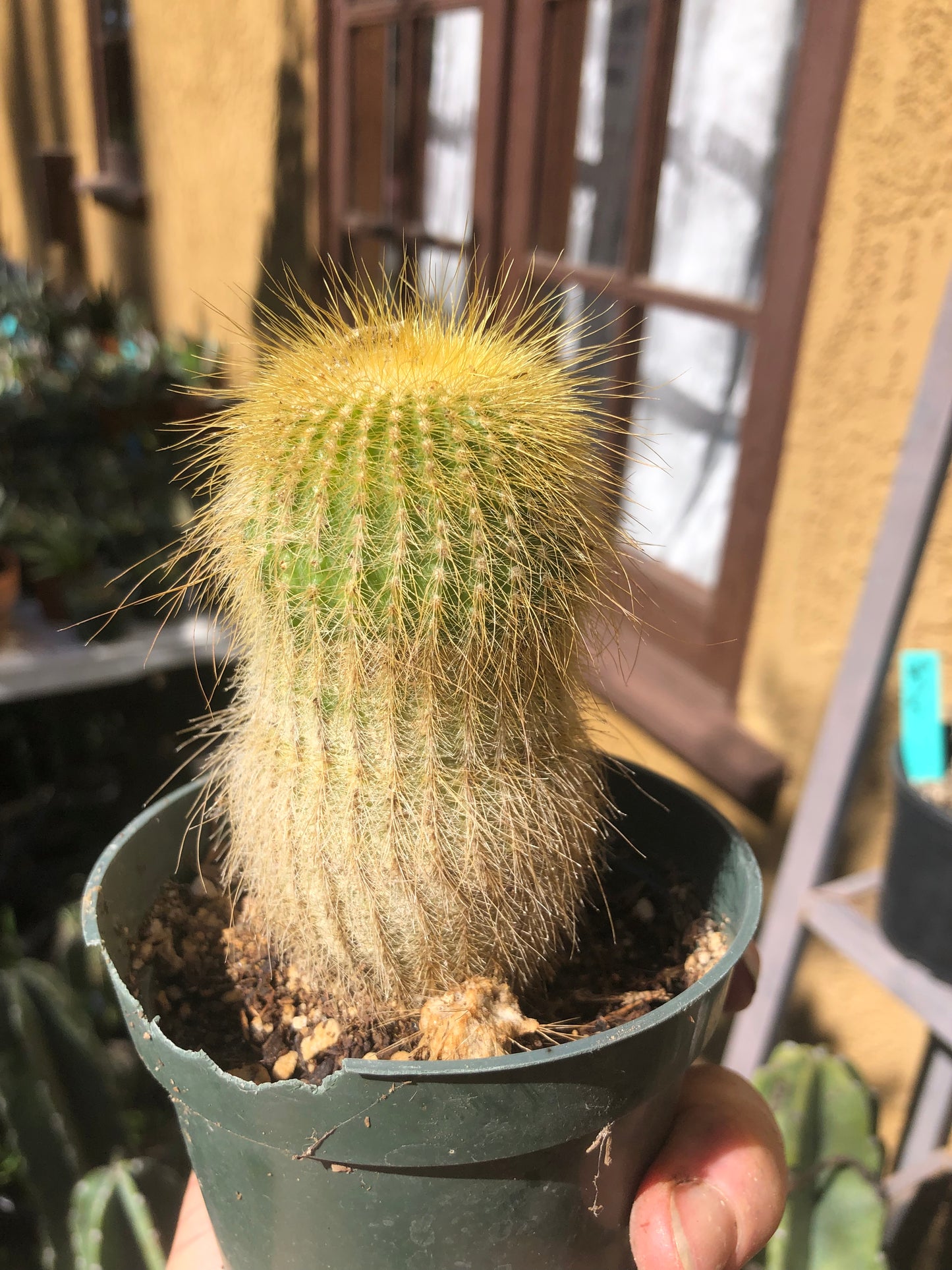 Notocactus leninghausii 4"Tall Cactus #44W