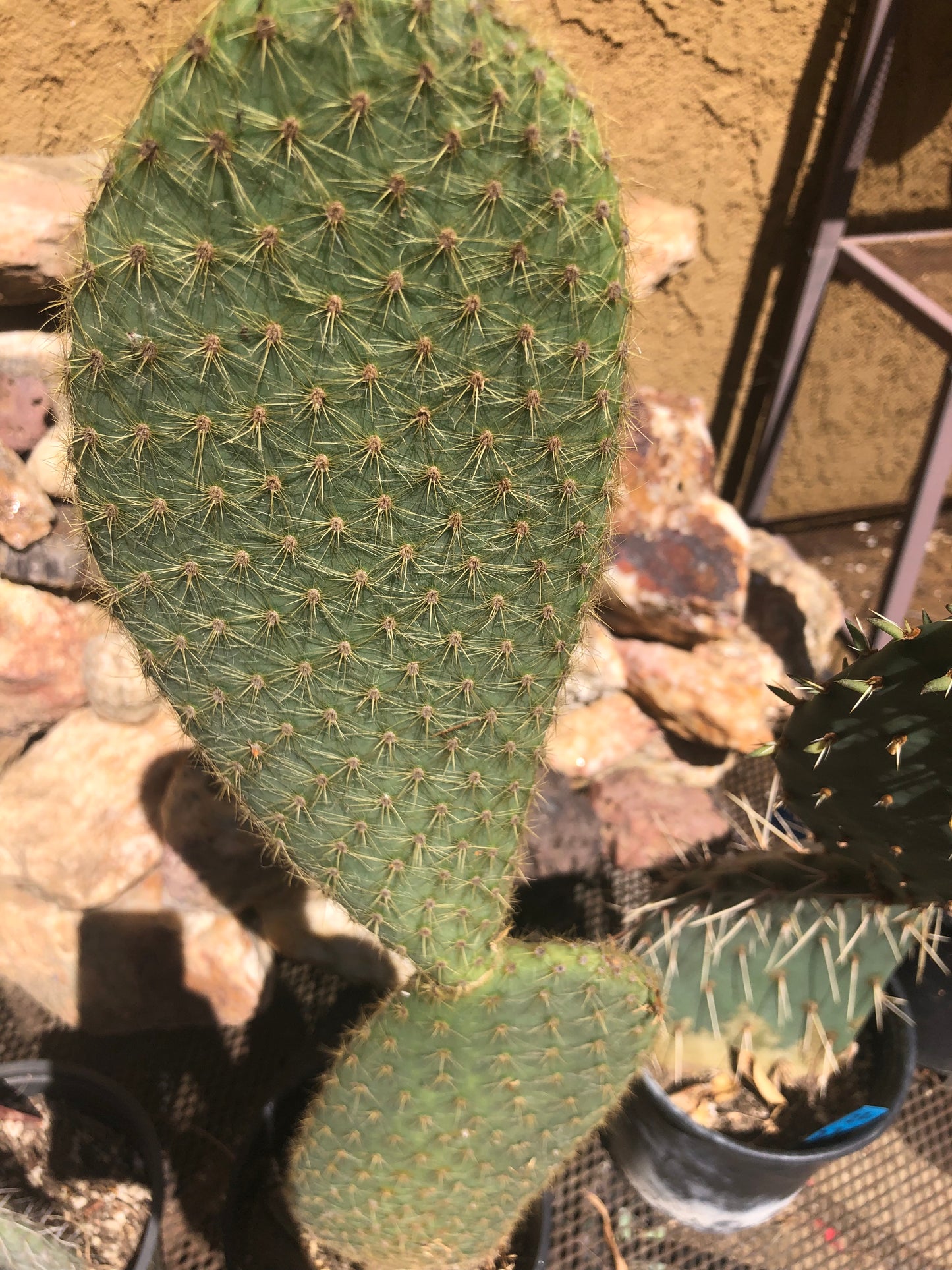 Opuntia Scheerii "Prickly Pear"23"Tall #22P