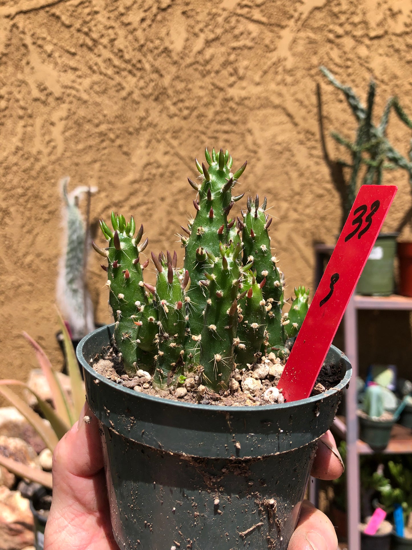 Austrocylindropuntia Cactus Gumbi Mini Eve's Needle 3"Tall #33R