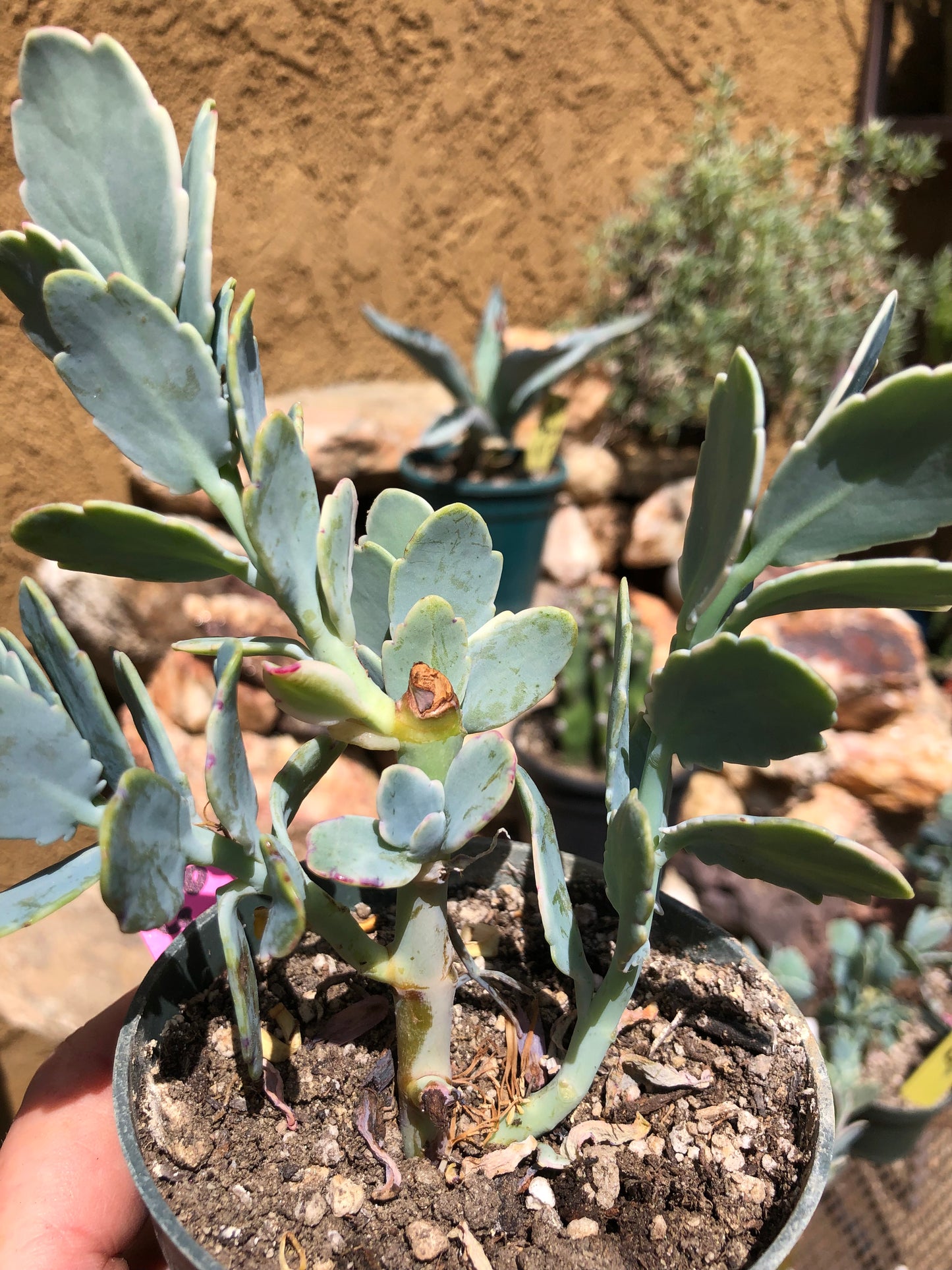 Kalanchoe fedtschenkoi variegata Succulent 6" Tall #60P