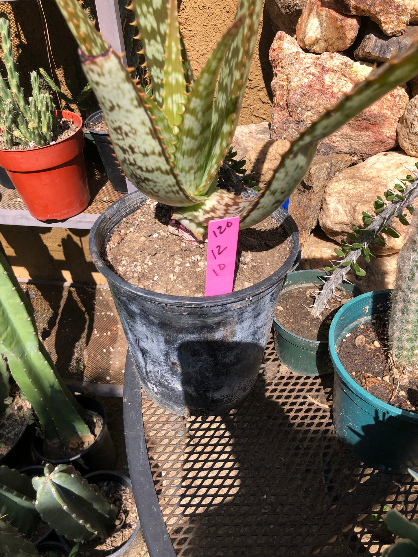 Aloe~ Tiger Stripe Aloe Hybrid 12" Tall #120P