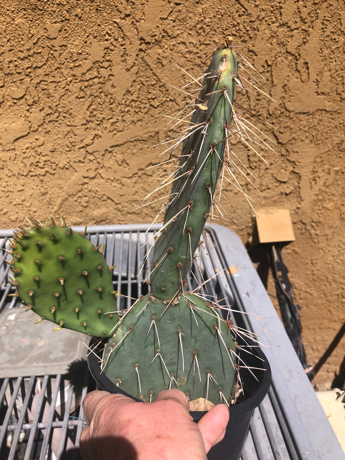 Opuntia engelmannii "White Thorned Prickly Pear" 12"Tall 8"Wide #12B