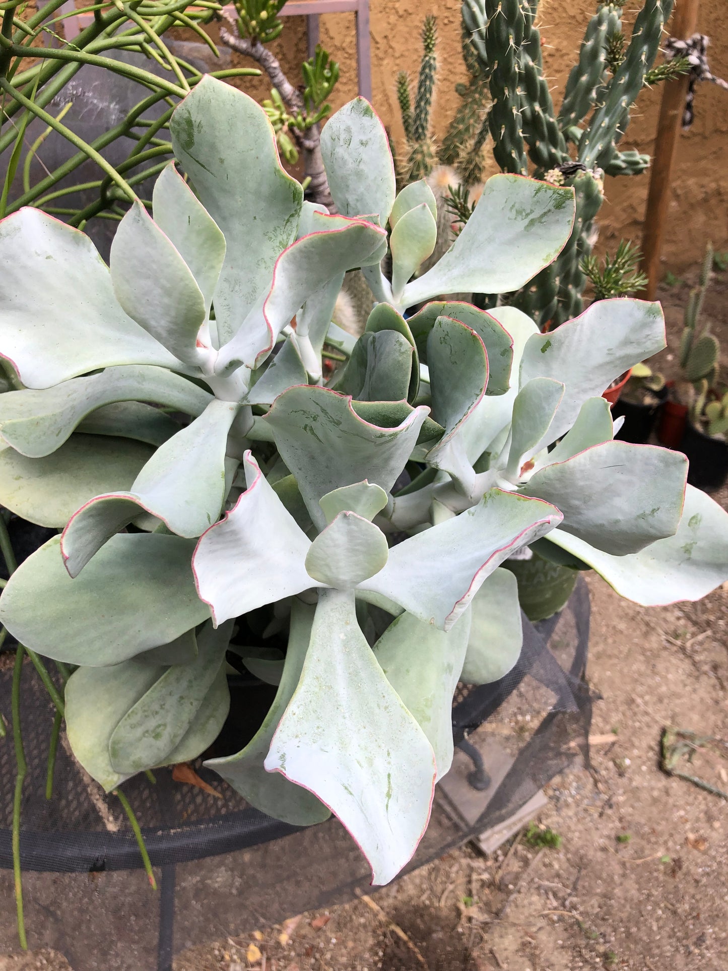 Cotyledon Silver Waves Extra Large Specimen 30"Tall #163P