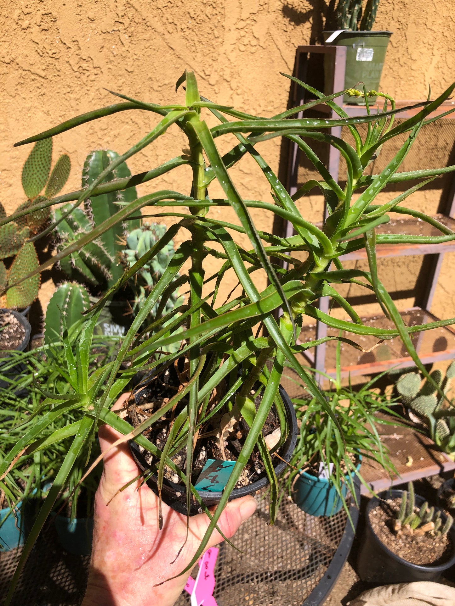 Aloe ciliaris 8"T Cluster of Climbing Aloe  #22G