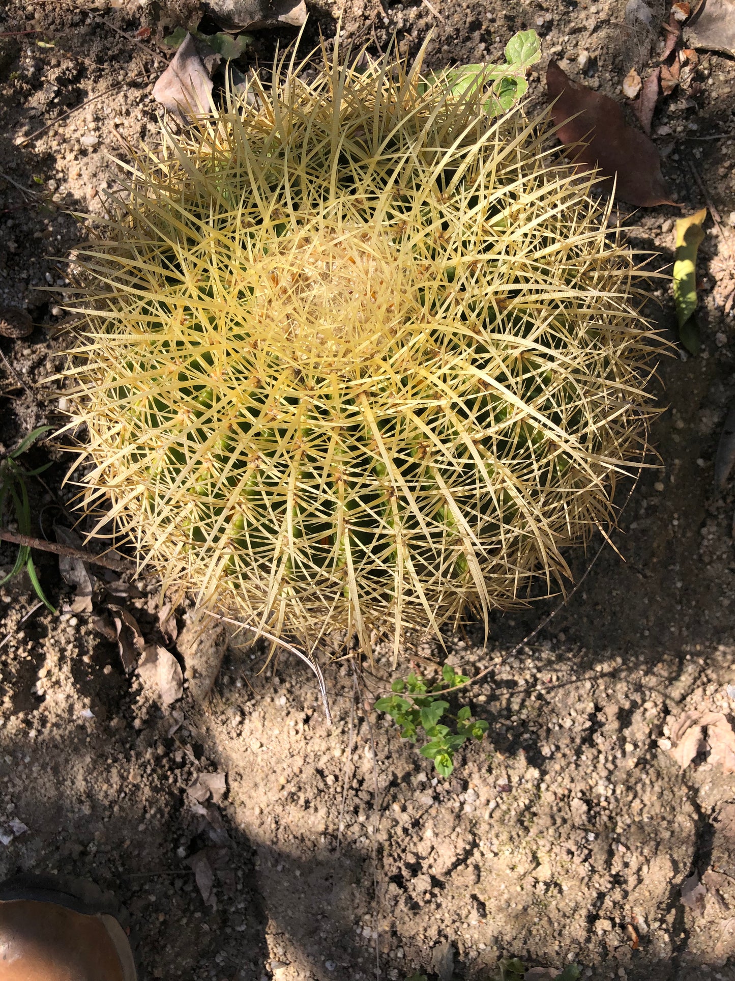 Echinocactus grusonii Golden Barrel 13"W