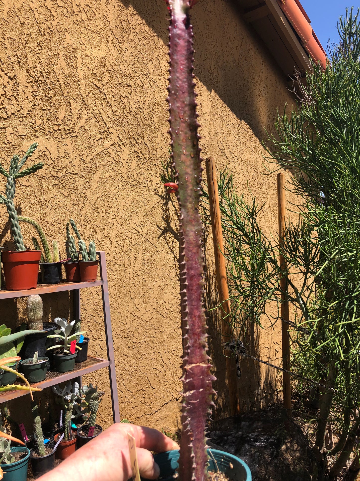 Euphorbia Royal Red Trigona 22”Tall #12Y