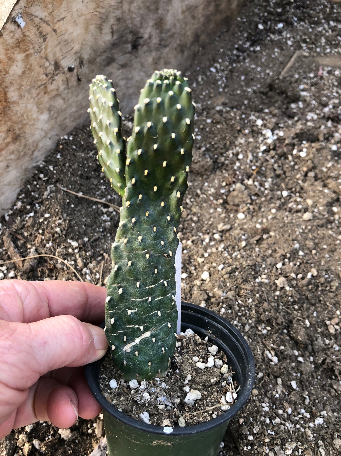 Opuntia Consolea rubescens Road Kill Cactus 6"Tall #600W