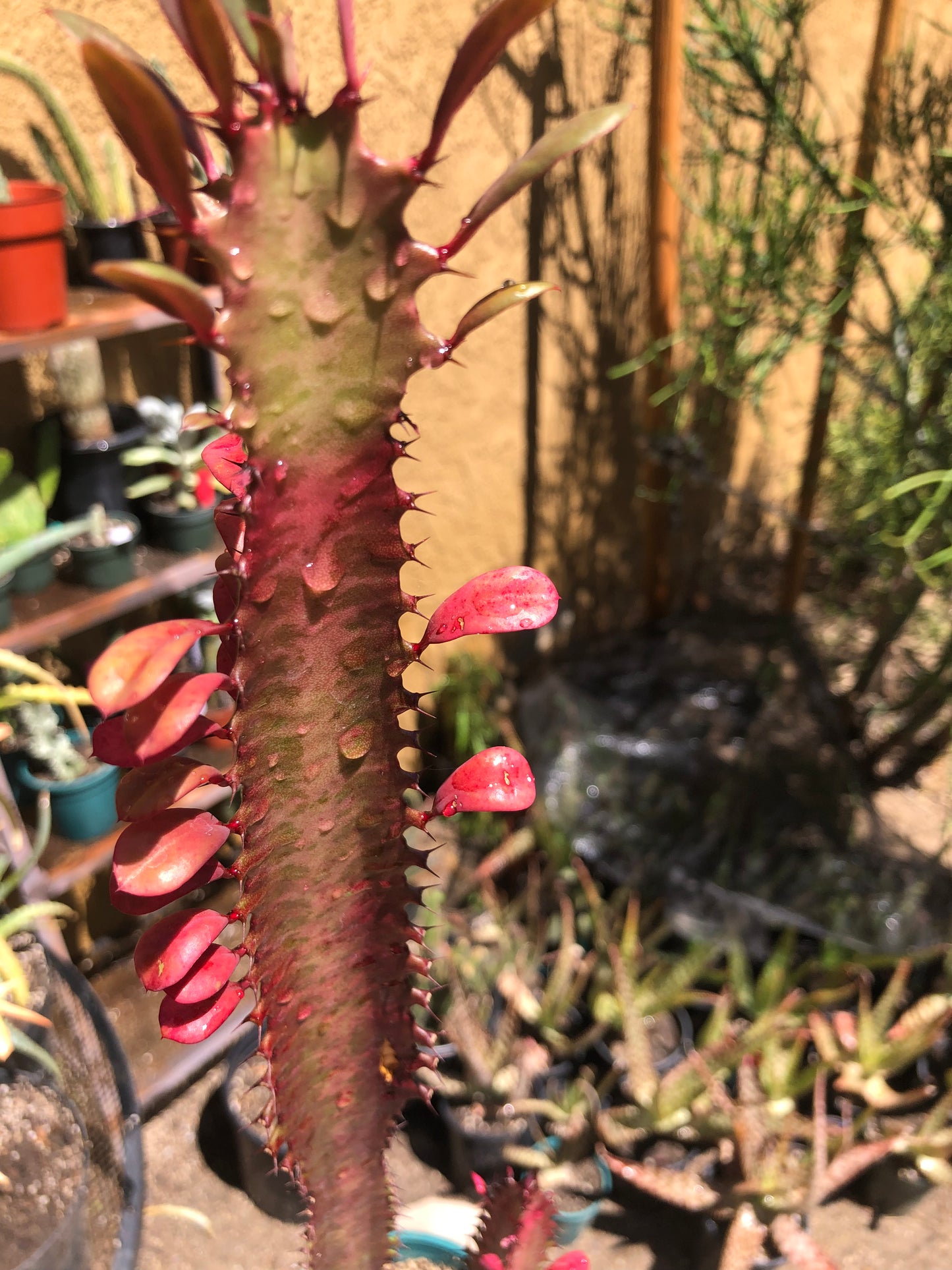 Euphorbia Royal Red Trigona 22”Tall #3B
