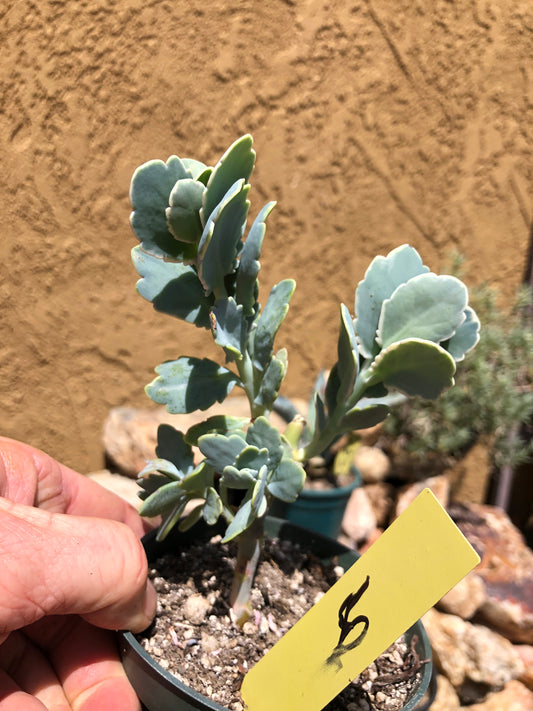 Kalanchoe fedtschenkoi variegata Succulent 6" Tall #6Y