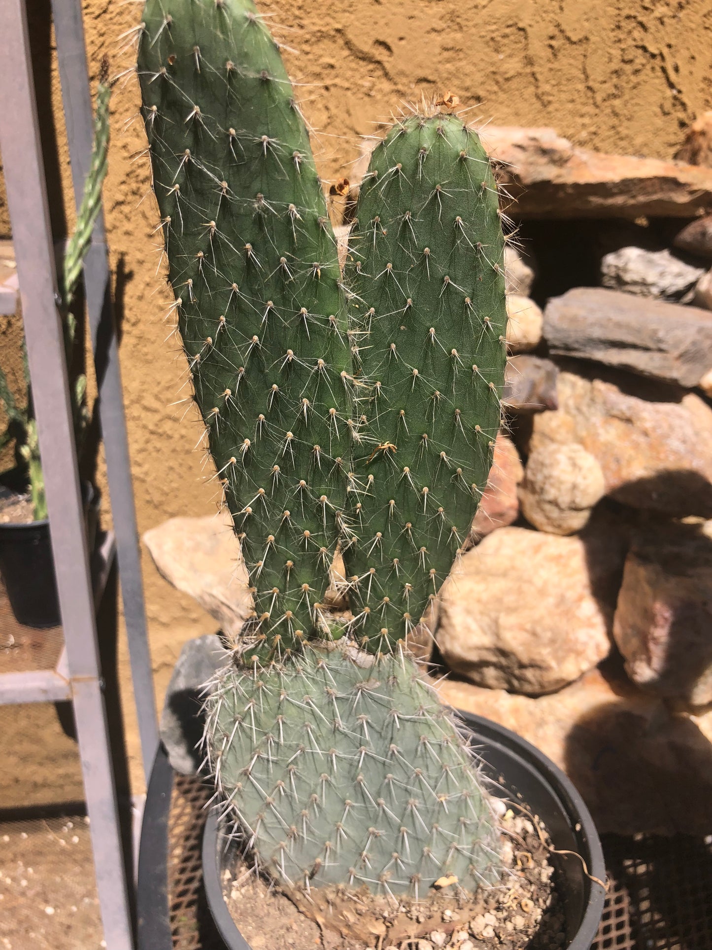 Opuntia engelmannii "White Thorned Prickly Pear" 13"Tall 5"Wide #13R