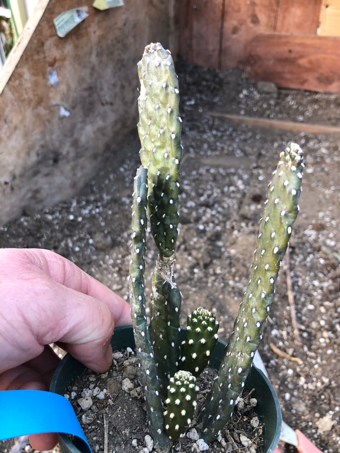 Opuntia Consolea rubescens Road Kill Cactus 7"Tall #777B