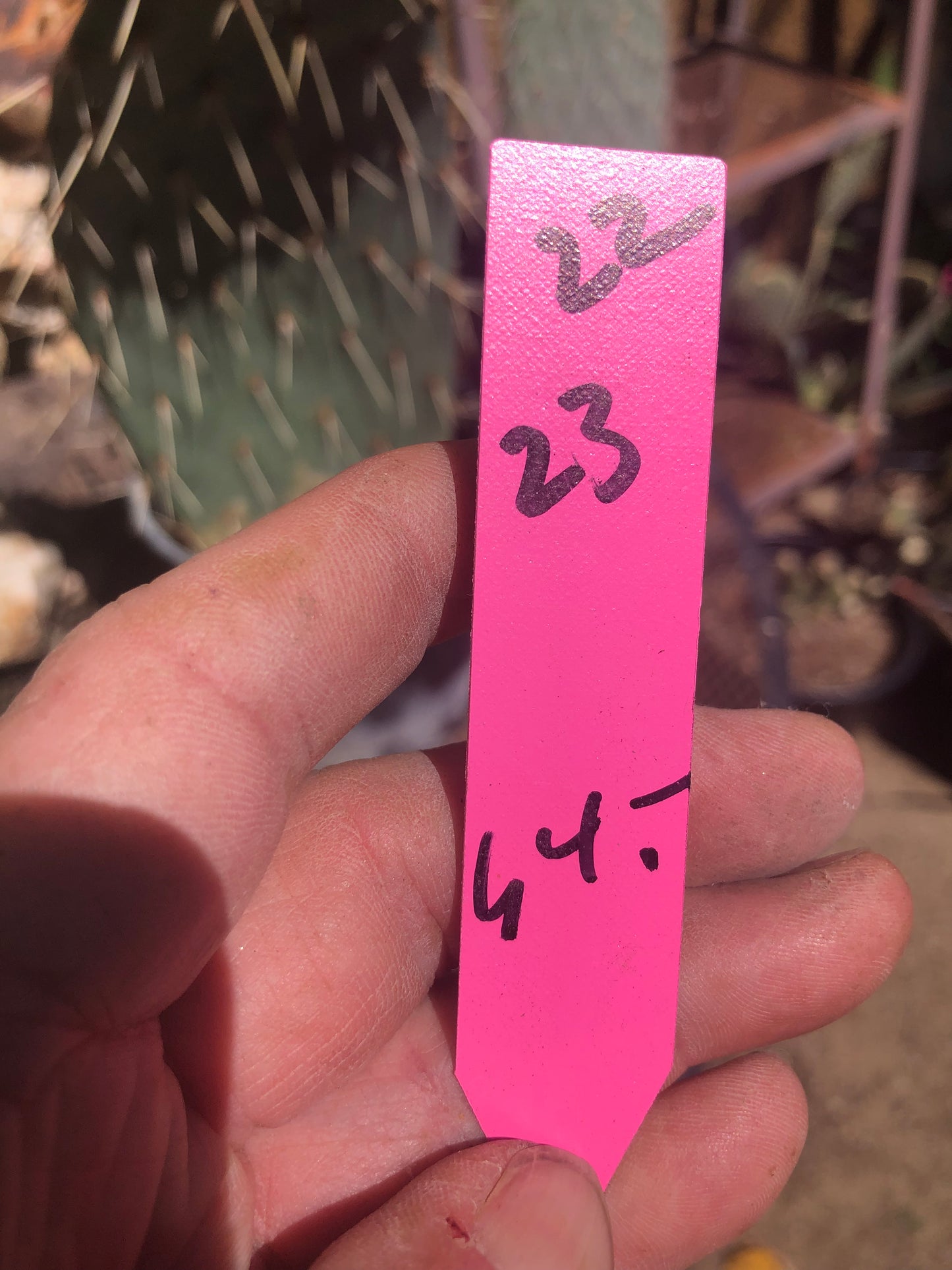 Opuntia Scheerii "Prickly Pear"23"Tall #22P