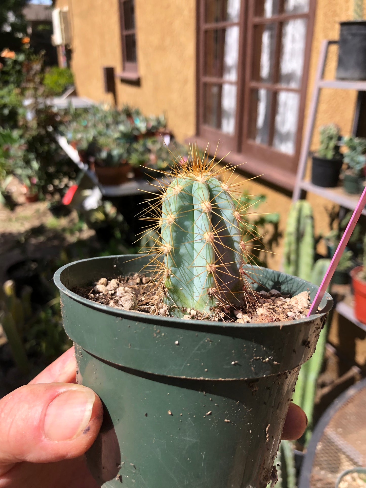 Pilosocereus Blue Azureus Cactus 2"Tall #21P