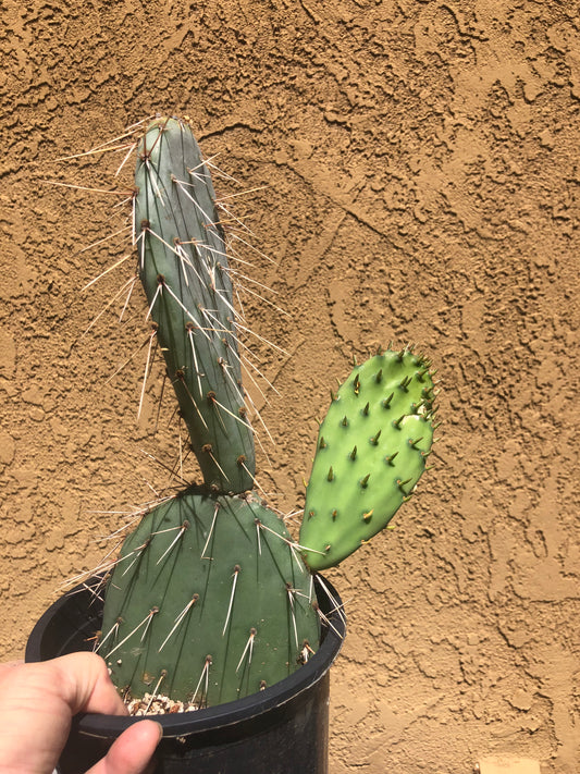 Opuntia engelmannii "White Thorned Prickly Pear" 12"Tall 8"Wide #12B