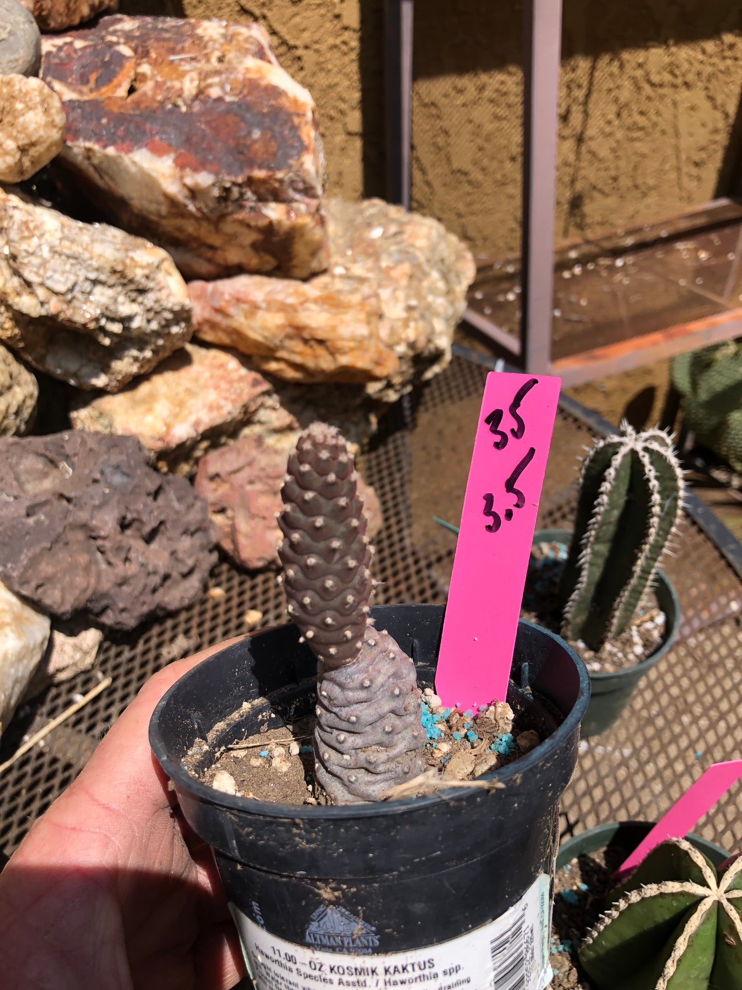 Tephrocactus articulatus Pine Cone Cactus 3.5”Tall #35P