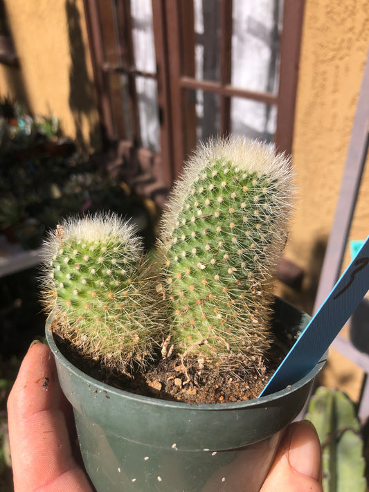 Notocactus Parodia scopa Silver Ball/Snowball Cactus 3" Tall #33B