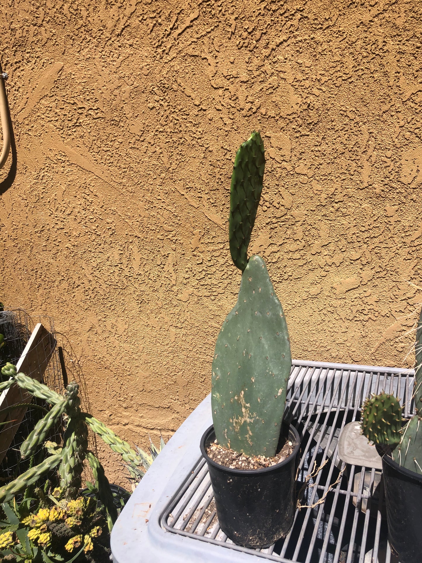 Opuntia Cows tongue "Spineless Prickly Pear" 21"Tall #21W