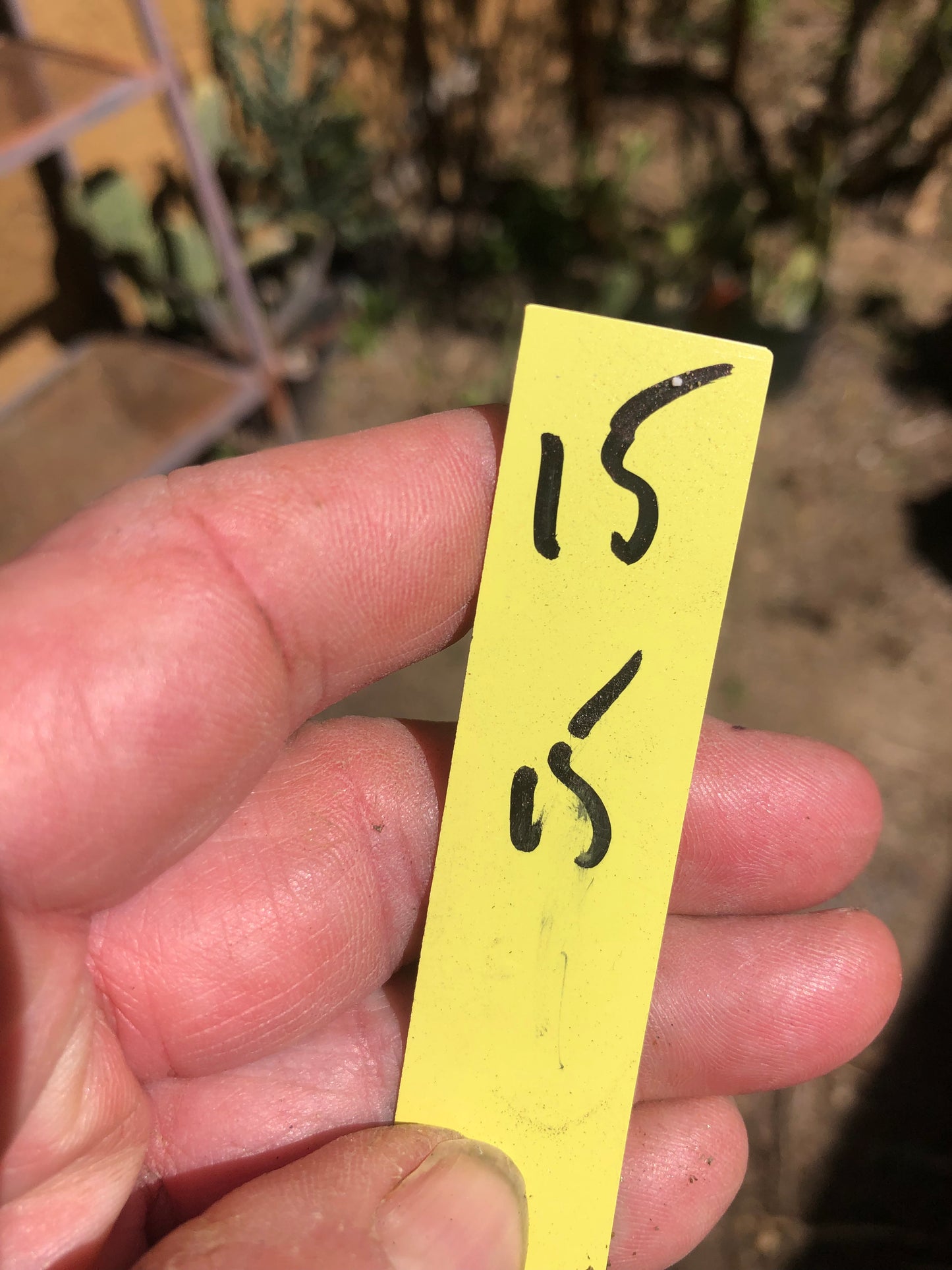 Cholla Cylindropuntia Imbricata  Buckhorn 15”Tall #15Y