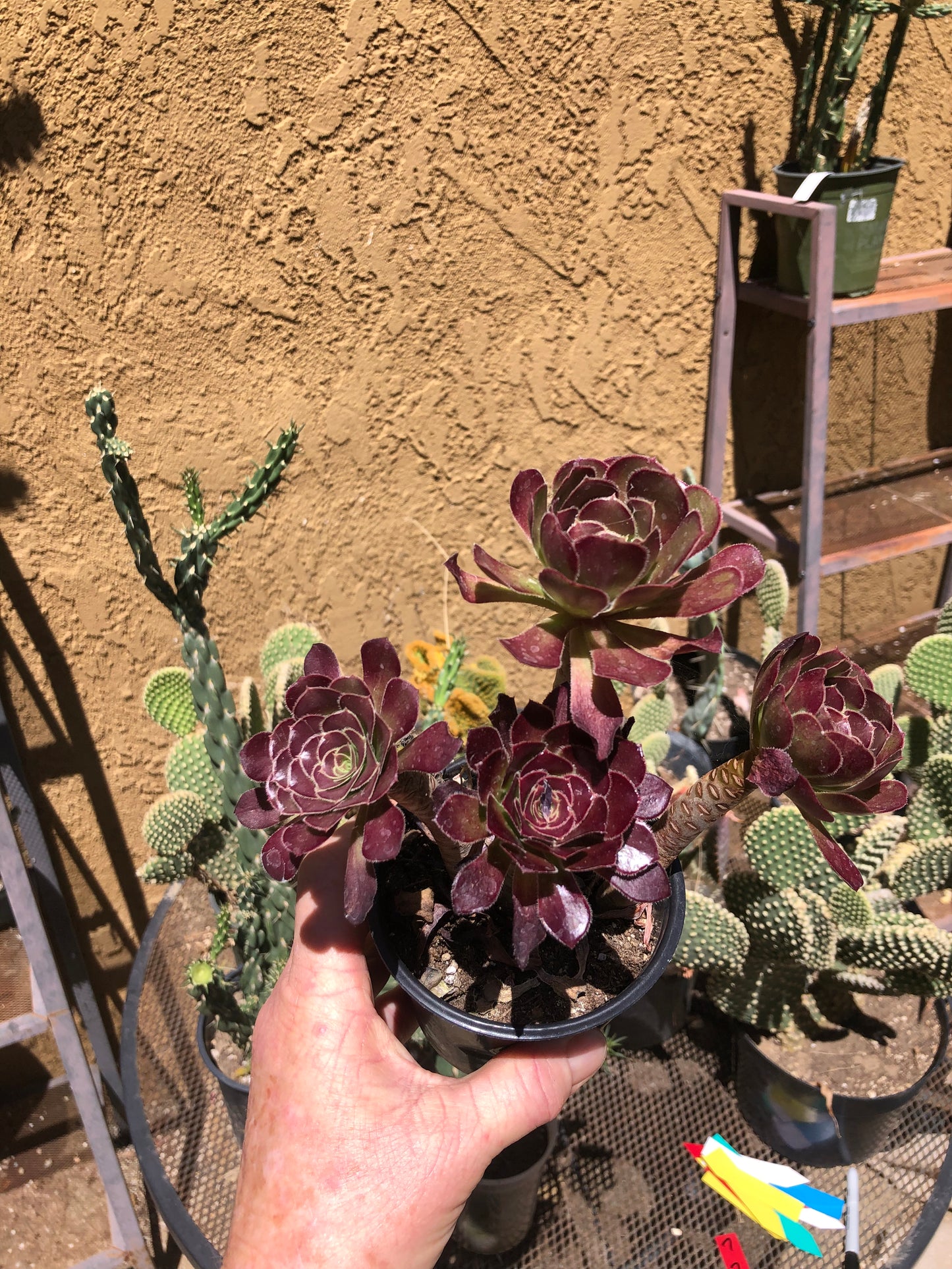 Red Aeonium "Jack Catlin"6.5”Tall #65B