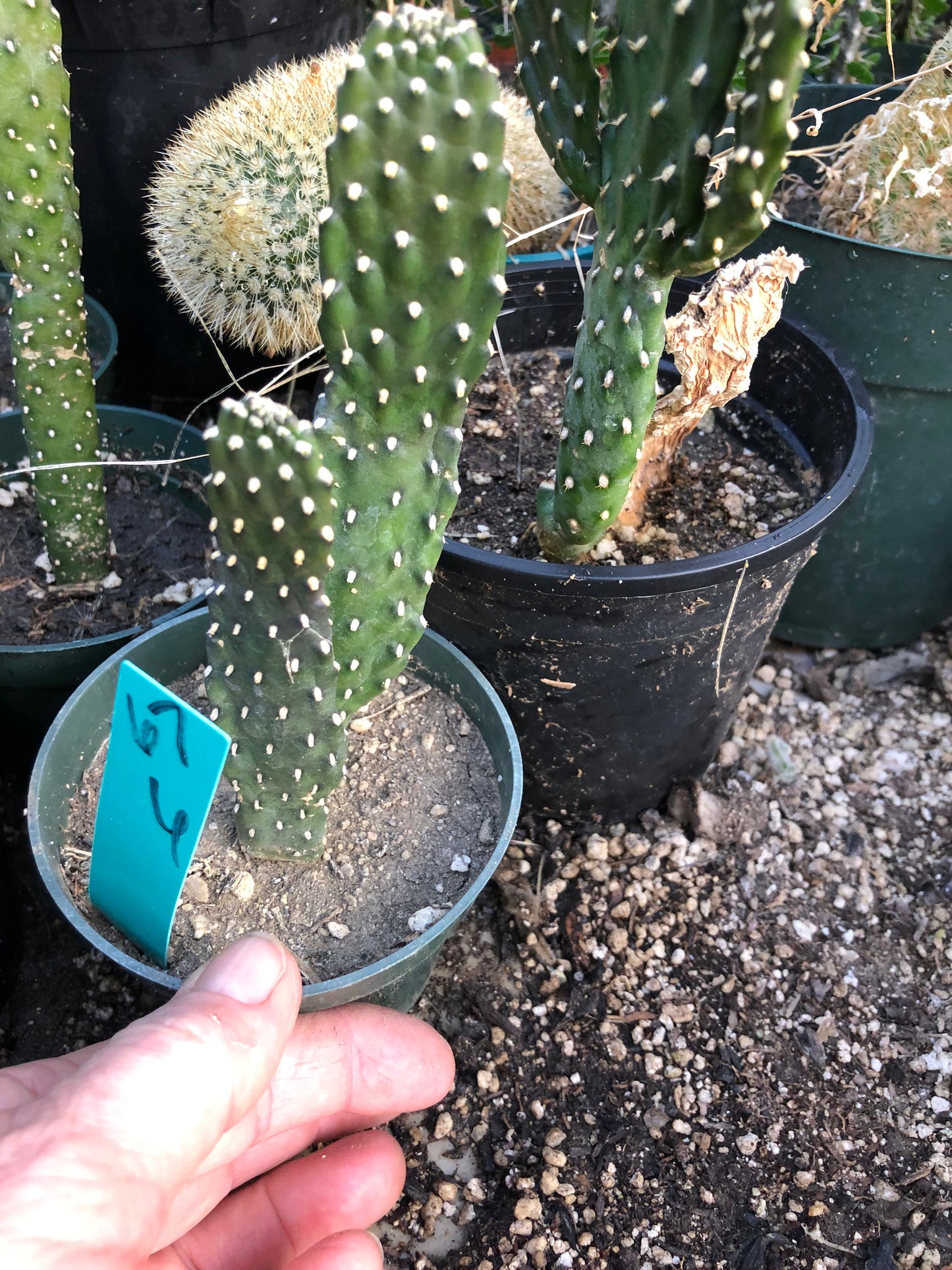 Opuntia Consolea rubescens Road Kill Cactus 6"Tall #67G