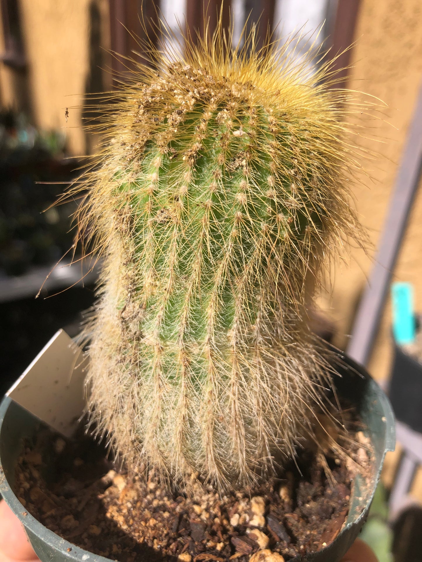 Notocactus leninghausii 4"Tall Cactus #44W