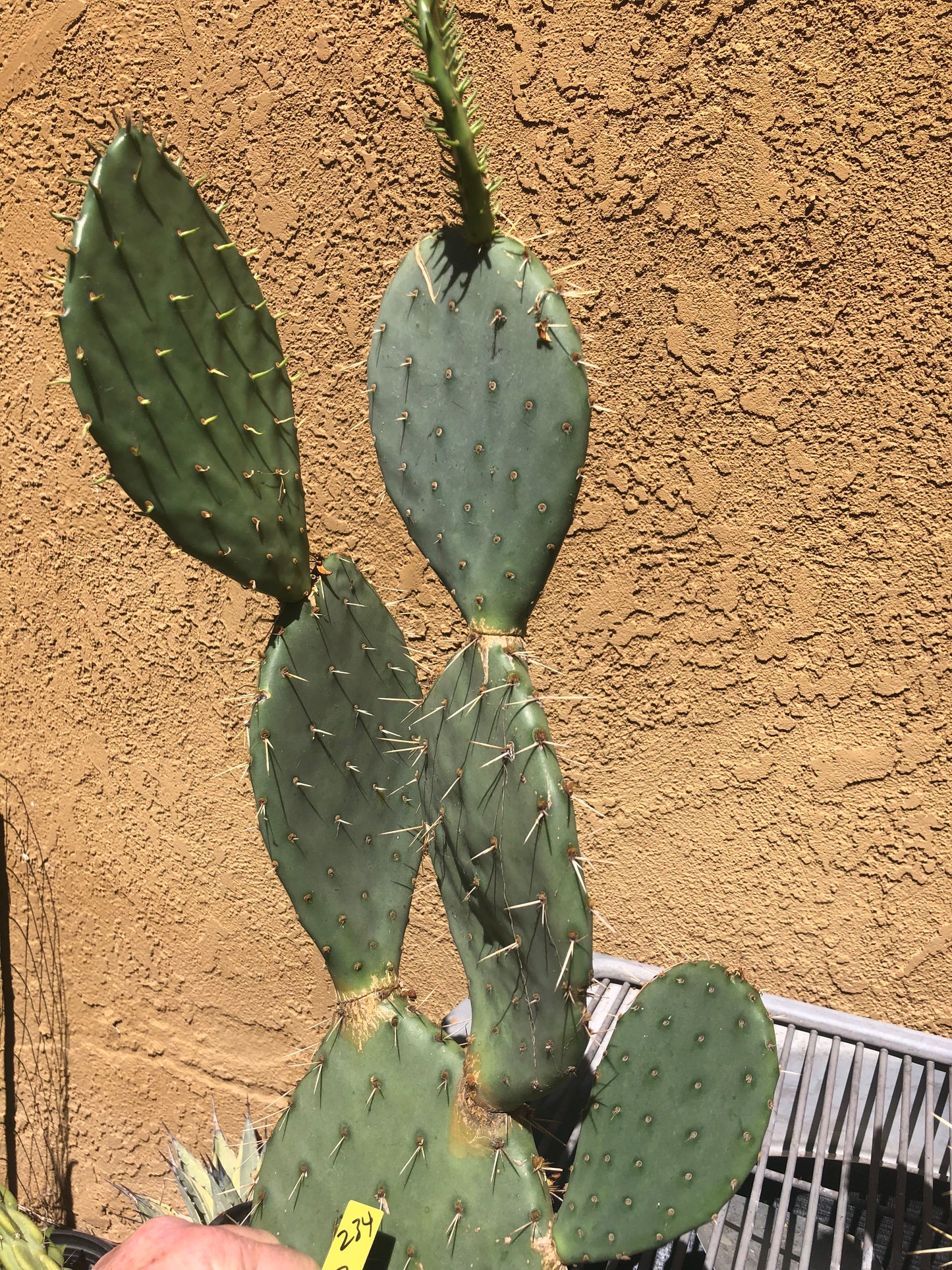 Opuntia engelmannii "Texas Prickly Pear" 23"Tall 14"Wide #234Y