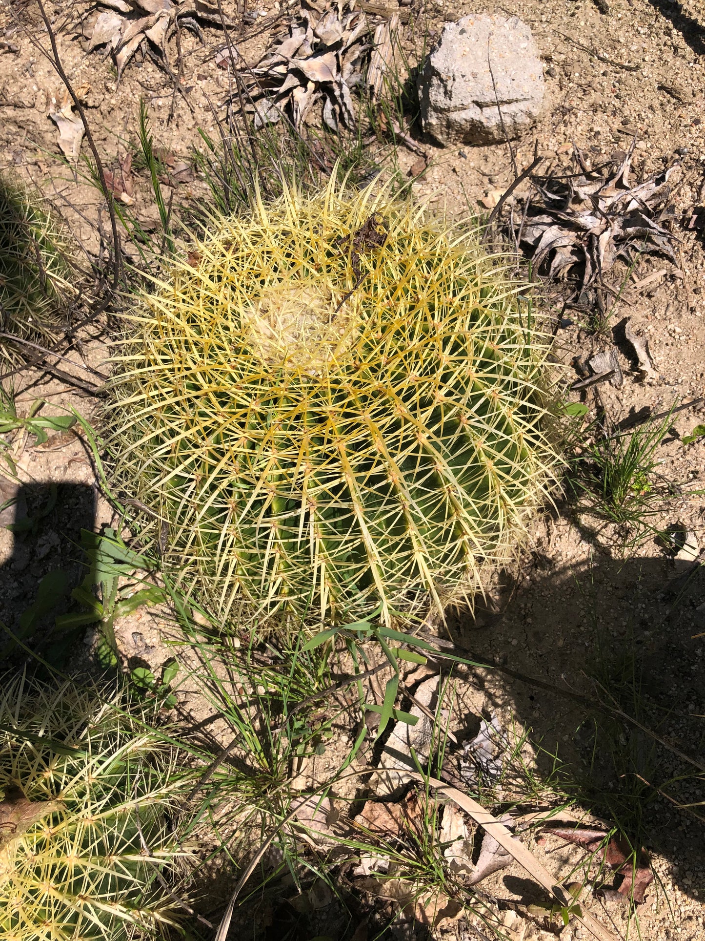 Echinocactus grusonii Golden Barrel 13"W