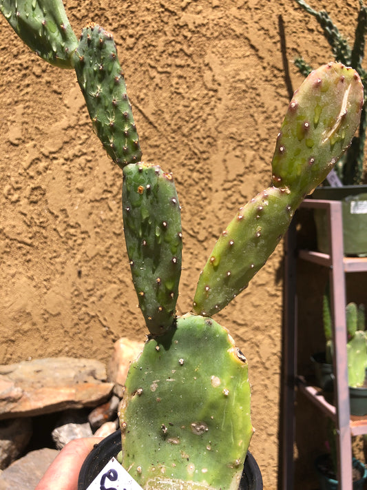 Opuntia canterae elata Ground Crawler 15"Tall #150W