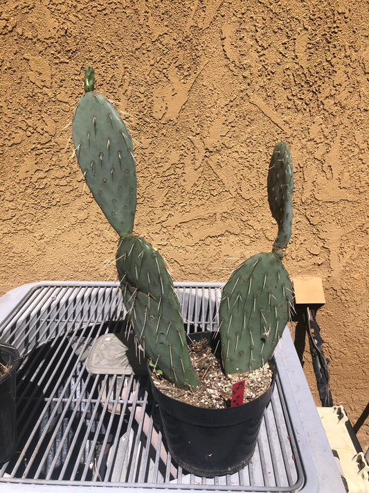 Opuntia engelmannii "Texas Prickly Pear" 20"Tall 13"Wide #203R