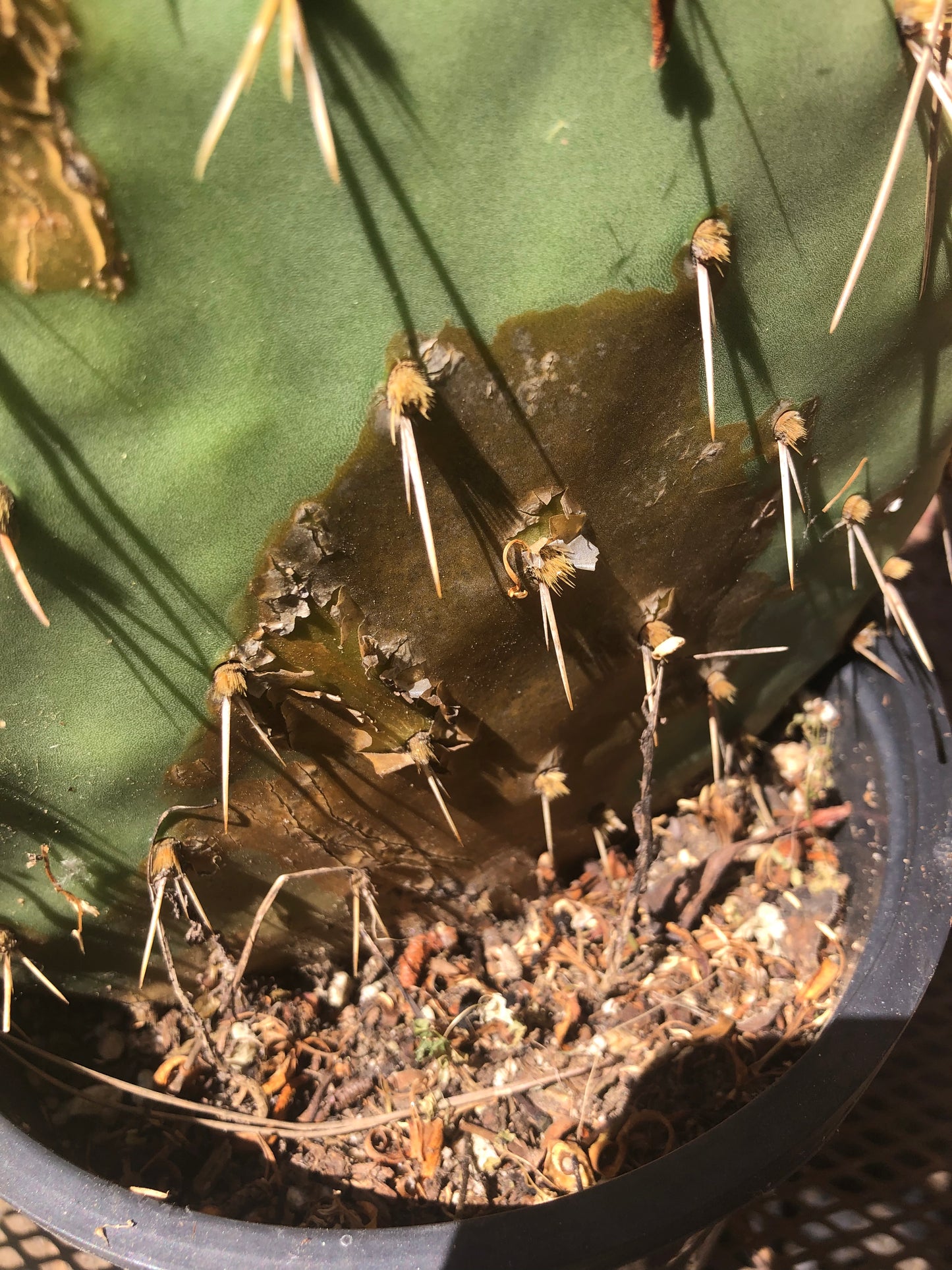 Opuntia engelmannii "Texas Prickly Pear" 23"Tall 8"Wide #238Y