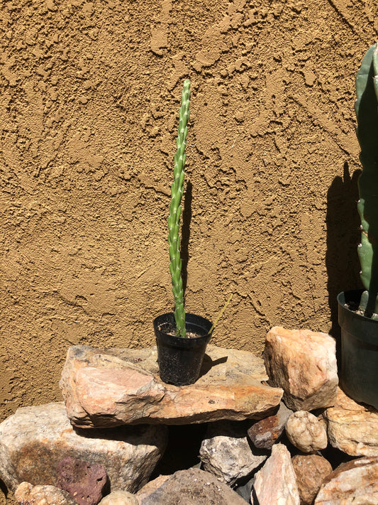 Cholla Cylindropuntia Imbricata  Buckhorn 15”Tall #150Y