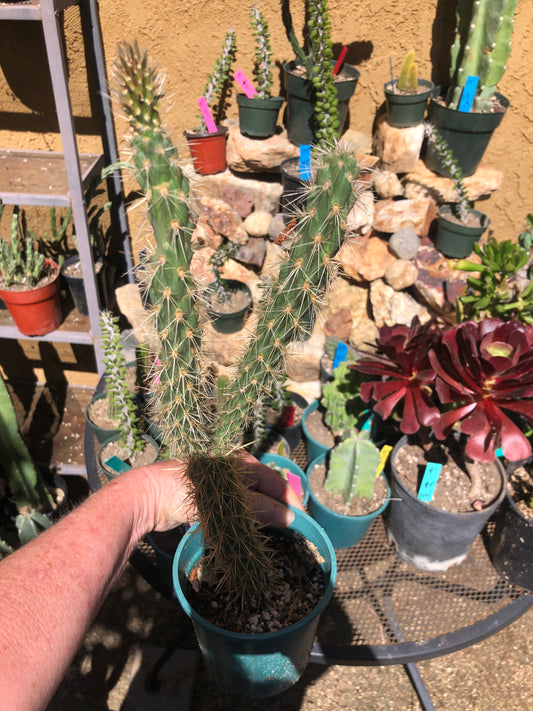 Cholla Cylindropuntia Imbricata  Buckhorn 15”Tall #15Y