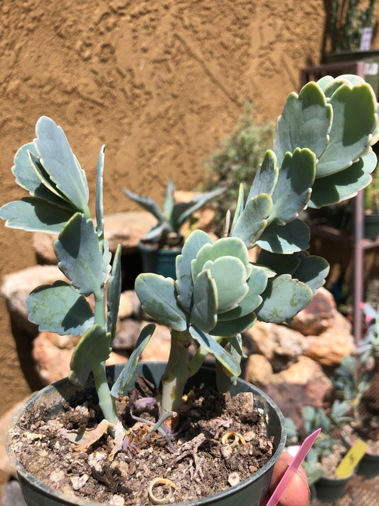 Kalanchoe fedtschenkoi variegata Succulent 6" Tall #60P