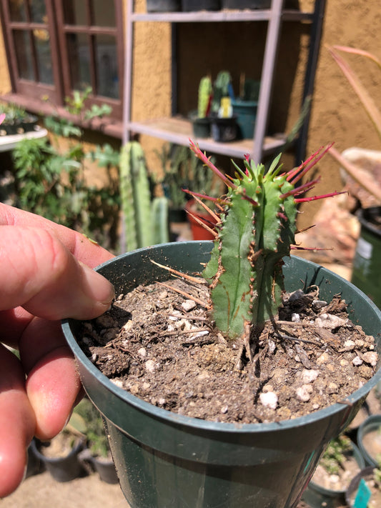 Euphorbia Horrida Noorsveldensis 2.5" Tall #25P