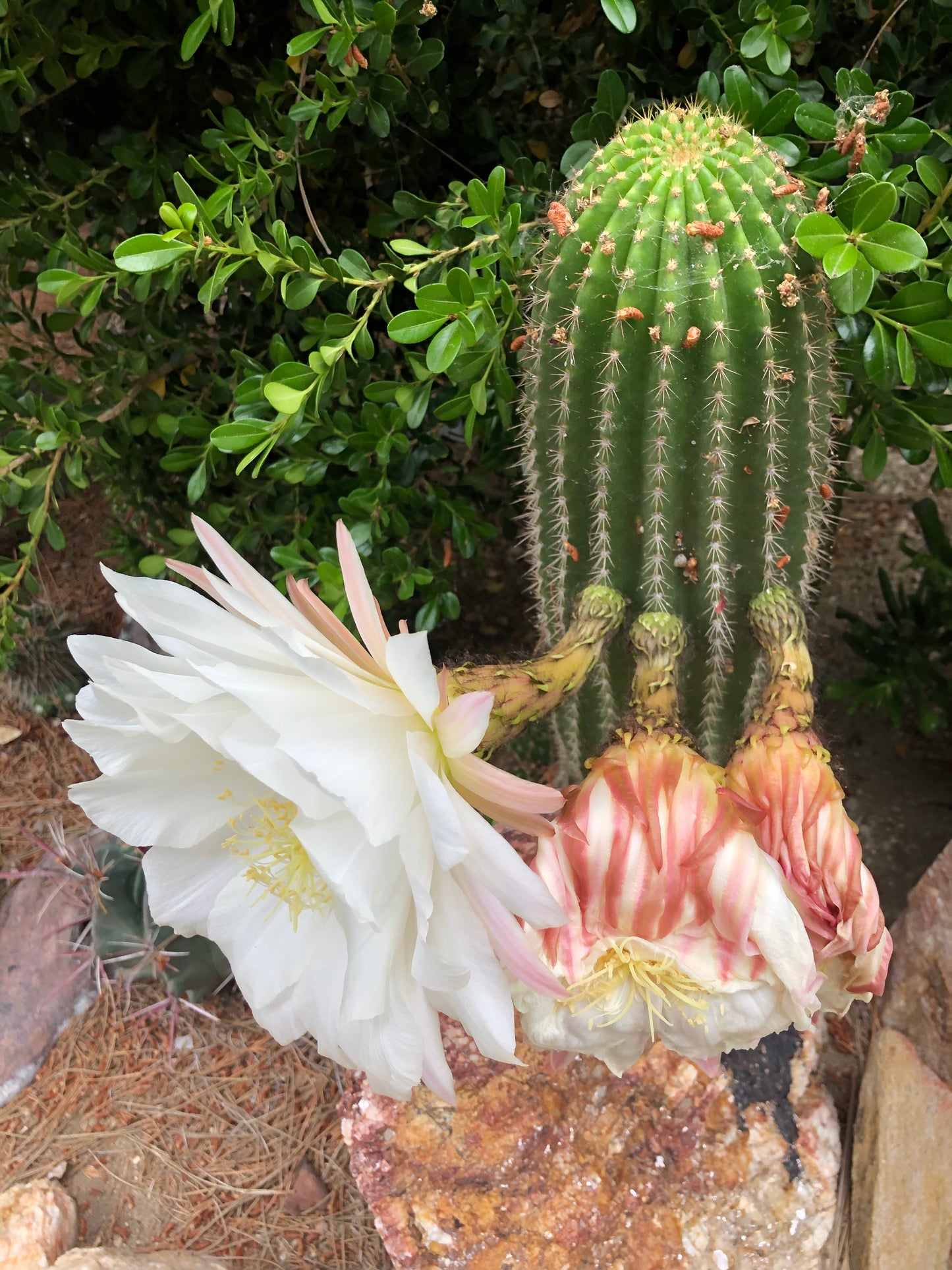 Trichocereus grandiflorus Torch 2” Wide #12G