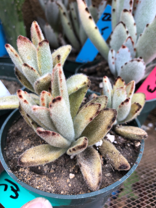 Kalanchoe tomentosa Chocolate Panda Succulent Plant 3"Wide 220G